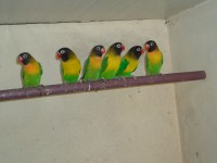 /album/galeria-de-fotos-aves-para-venda/aves-2013-011-jpg1/